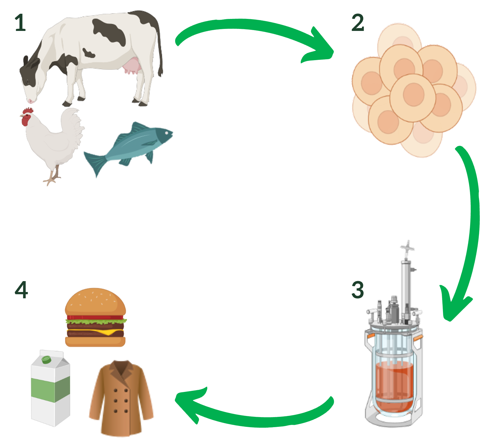 Processo de produção de um produto de agricultura celular